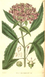 Depicted are lance-shaped, toothed leaves and terminal panicles of pink flowers.  Curtis's Botanical Magazine t.3046, 1831.