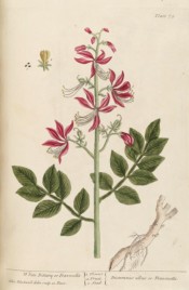 The picture shows a root and shoot with compound leaves and pink flowers.  Blackwell pl.75, 1737.