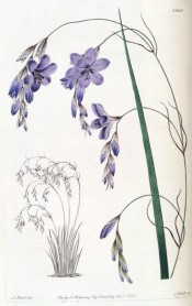 Shown are sword-shaped leaf and pendulous stem with pale blue, open-bell-shaped flowers.  Botanical Register f.1360, 1831.