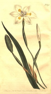 Figured are sword-like leaf and white iris-like flower with yellow markings.  Curtis's Botanical Magazine t.693, 1803.