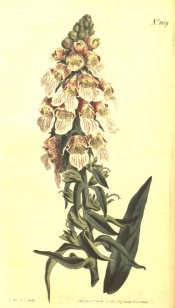 Figured is a dense, leafy raceme of pale cream to fawn flowers streaked with red.  Curtis's Botanical Magazine t.1159, 1808.