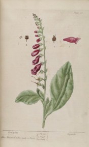 Figured are leaves and a one-sided spike of purple flowers, spotted with deeper purple inside.  Blackwell pl.16, 1737.