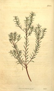 Figured is a twiggy, heath-like plant with small white flowers.  Curtis's Botanical Magazine t.2332, 1822.