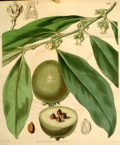 Illustrated are lance-shaped leaves, small white flowers and fruit.  Curtis's Botanical Magazine t.3988, 1843.