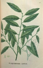 Illustrated are the lance-shaped leaves and tiny, bell-shaped, red-tinged green flowers.  Saint-Hilaire Tr. pl.125, 1825.