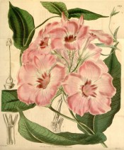 The image shows a twining climber with pink trumpet flowers.  Curtis's Botanical Magazine t.3976, 1842.