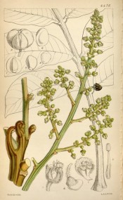Illustrated are a panicle of tiny flowers with line drawings of leaf and fruit.  Curtis's Botanical Magazine t.4470, 1849.