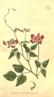 Figured is a twining climber with clusters of purple-pink flowers.  Curtis's Botanical Magazine t.380, 1797.