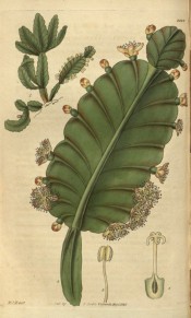Figured are leaf-like, scallop-edged stems and numerous small creamy-white flowers.  Curtis's Botanical Magazine t.2820, 1828.