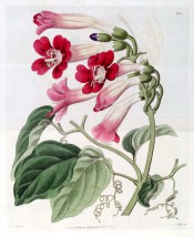 Figured is a twining climber with heart-shaped leaves and red trumpet flowers.  Botanical Register f.1301, 1829.