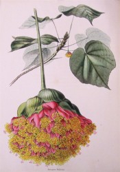 Illustrated are the cordate leaves and a drooping umbel of scarlet flowers.  Loddiges' Botanical Cabinet o.1445, 1828.