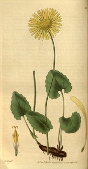 Shown are rhizome, kidney-shaped basal leaves, and solitary yellow, daisy-like flower. Curtis's Botanical Magazine t.3143, 1832.