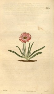 Figured is a succulent with fleshy bright green leaves and solitary crimson flowers.  Curtis's Botanical Magazine t.2144, 1820.