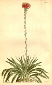 Figured is the whole plant, large basal leaves and tall spike of red flowers.  Curtis's Botanical Magazine t.1685 B, 1814.