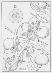 The line drawing shows a shoot with stout spines, leaves  round fruit. Manual of Tropical and Sub-tropical Fruits p.442, 1920.