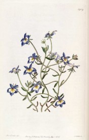 illustrated are lance-shaped leaves and blue and white flowers with yellow throat.  Botanical Register f.1909, 1836.