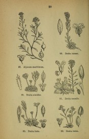 D. incana is shown as a line drawing, top right, the entire plant and flower.  Illustrations of the British Flora p.20, 1880.