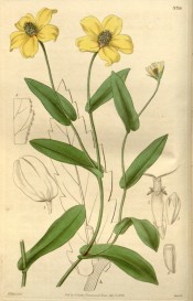 Illustrated are the oblong leaves and yellow  daisy-like flowers.  Curtis's Botanical Magazine t.3716, 1839.