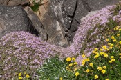 This beautiful photograph shows the Rodondo creeper growing on cliffs near Sydney together with a yellow Gazania.