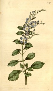 Figured are ovate, toothed leaves and panicle of blue flowers with white centres.  Curtis' Botanical Magazine t.1759, 1815.