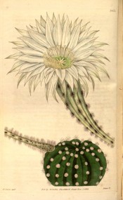 Figured is a spherical, ribbed cactus with clustered white spines and white flower.  Curtis's Botanical Magazine t.3411, 1835.