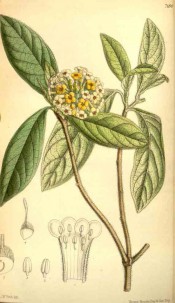 Figured are lance-shaped leaves and a circular head of small yellow flowers.  Curtis's Botanical Magazine t.7180, 1891.