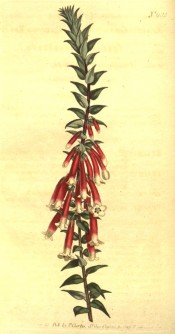 Illustrated are the pointed leaves and pendant, cylindrical, white-tipped red flowers.  Curtis's Botanical Magazine t.982, 1807.
