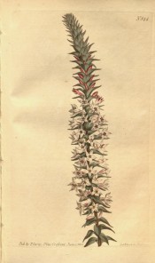 Figured is an erect inflorescence with small pointed leaves and pink flowers.  Curtis's Botanical Magazine t.844, 1805.