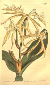 Figured are ovoid leaves and raceme of whitish flowers with fringed segments.  Curtis's Botanical Magazine t.463, 1799.