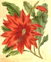 Illustrated are the strap-like, scalloped stems and bright red flower.  Curtis's Botanical Magazine t.3598, 1837.