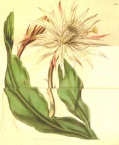 Figured are are flattened, wavy, succulent  leaves and large white, red-tinged flower. Curtis's Botanical Magazine t.3813, 1841.