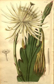 Figured are smooth, leaf-like, scallop-edged branch and large white flower.  Curtis's Botanical Magazine t.2692, 1826.