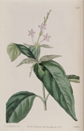 Figured are glossy lance-shaped leaves and terminal spike of small mauve flowers. Botanical Register f.879, 1825.