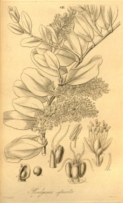 The line drawing shows paired, ovate leaves and axillary flower spikes.  Hooker's Botanical Miscellany vol.III, t.CII, 1829.