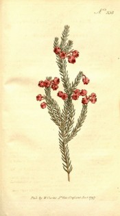 Image shows a heath shoot with clusters of deep, almost spherical pink flowers.  Curtis's Botanical Magazine t.358, 1797.