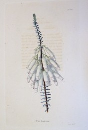 Image shows a heath with long tubular white flowers flushed with pink.  Loddiges Botanical Cabinet no.842, 1824.