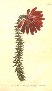 The image shows a heath with a terminal cluster of bright red tubular flowers.  Curtis's Botanical Magazine t.220, 1793.