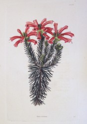 The image shows a heath with terminal clusters of bright red, tubular flowers.   Loddiges Botanical Cabinet no.1375, 1829.