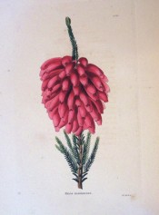 The image shows a heath with an almost terminal cluster of tubular bright red flowers.  Loddiges Botanical Cabinet no.125, 1817.