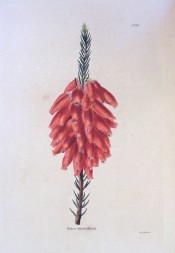 The image shows a heath with almost terminal spikes of rosy-red flowers.  Loddiges Botanical Cabinet no.145, 1817.