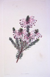 The image shows a heath with terminal pinkish-white flowers with red stamens.  Loddiges Botanical Cabinet no.1572, 1831.