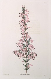 Image shows a heath shoot with clusters of deep pink flowers.  Loddiges' Botanical Cabinet no.874, 1824.