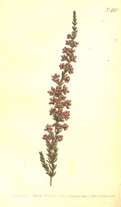 The image shows a spindly heath with terminal racemes of pale red flowers.  Curtis's Botanical Magazine t.480, 1800.