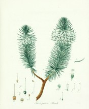 The image shows a woody heath with white flowers clustered near the tip of the shoots.  Wendland fasc.1, 1804.