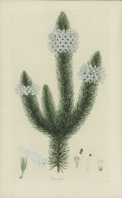 The image depicts a heath with small leaves and white flowers.  Andrews, Heaths, v.III p.199, 1809.