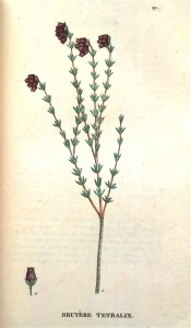 The image shows a spindly heath with terminal clusters of dark red flowers.  Saint-Hilaire, Traite des Arbrisseaux pl.29, 1825.