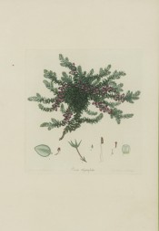 The image shows a bushy heath with axillary, rose coloured flowers.  Andrews, Heaths, v.2, p.136, 1805.