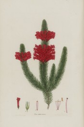 The image shows a heath with bright red flowers clustered at the top of shoots.  Andrew's, Heaths, v.1, p.70, 1802.