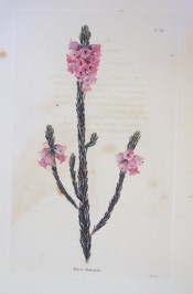 The image shows a heath with bright pink short-tubular flowers.  Loddiges Botanical Cabinet no.726, 1823.