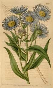 Figured is a flowering stem with blue daisy flowers, yellow in the centre.  Curtis's Botanical Magazine t.3606, 1837.